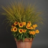 Gailardia Mesa™ Peach – kompozycja